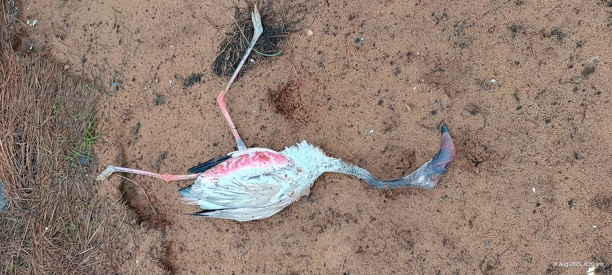 Lesser Flamingo - ML641098470