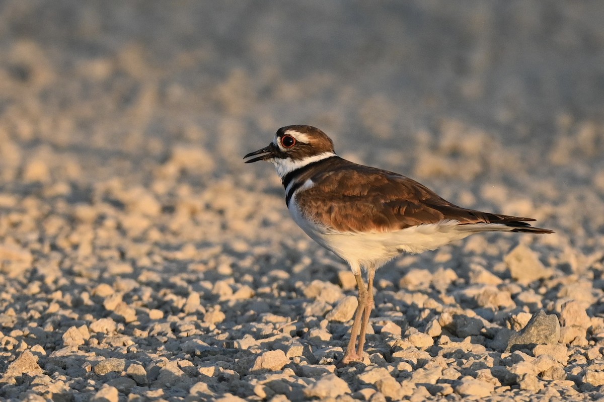 Killdeer - ML641098475