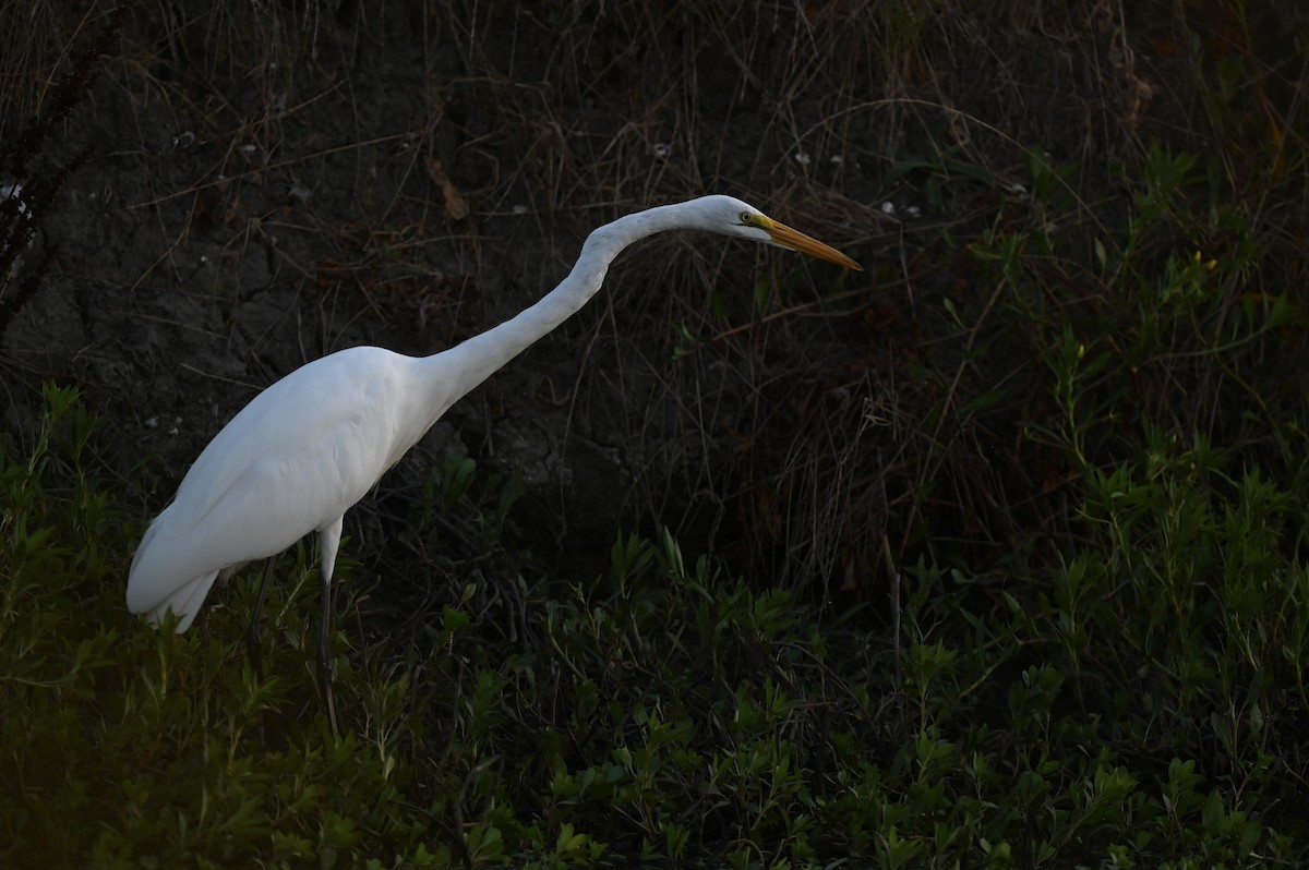 Great Egret - ML641098483