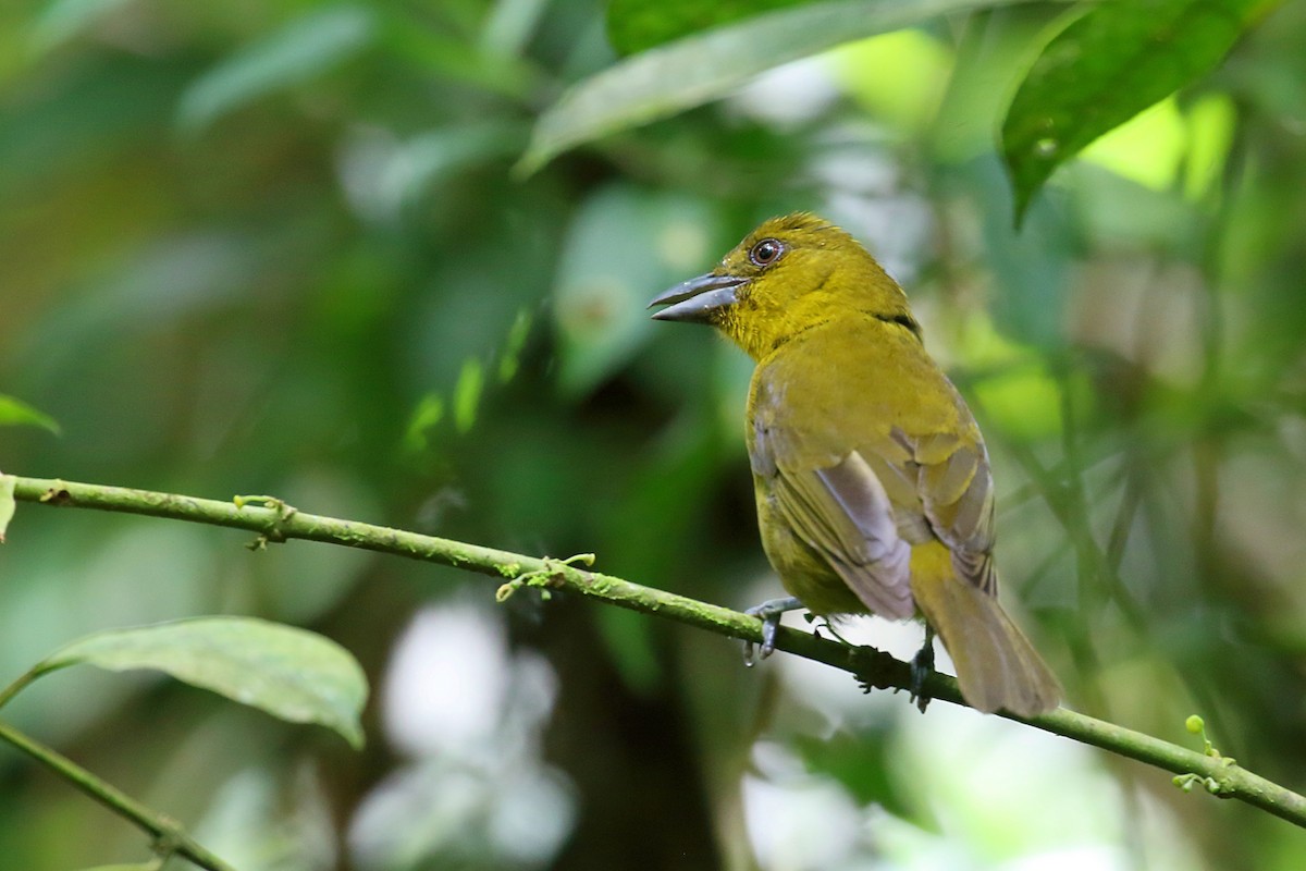 Carmiol's Tanager - ML641098485