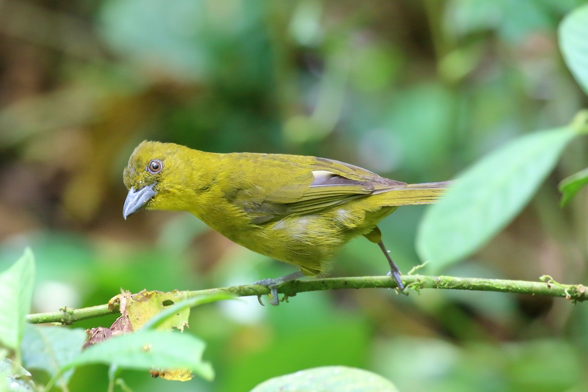 Carmiol's Tanager - ML641098486