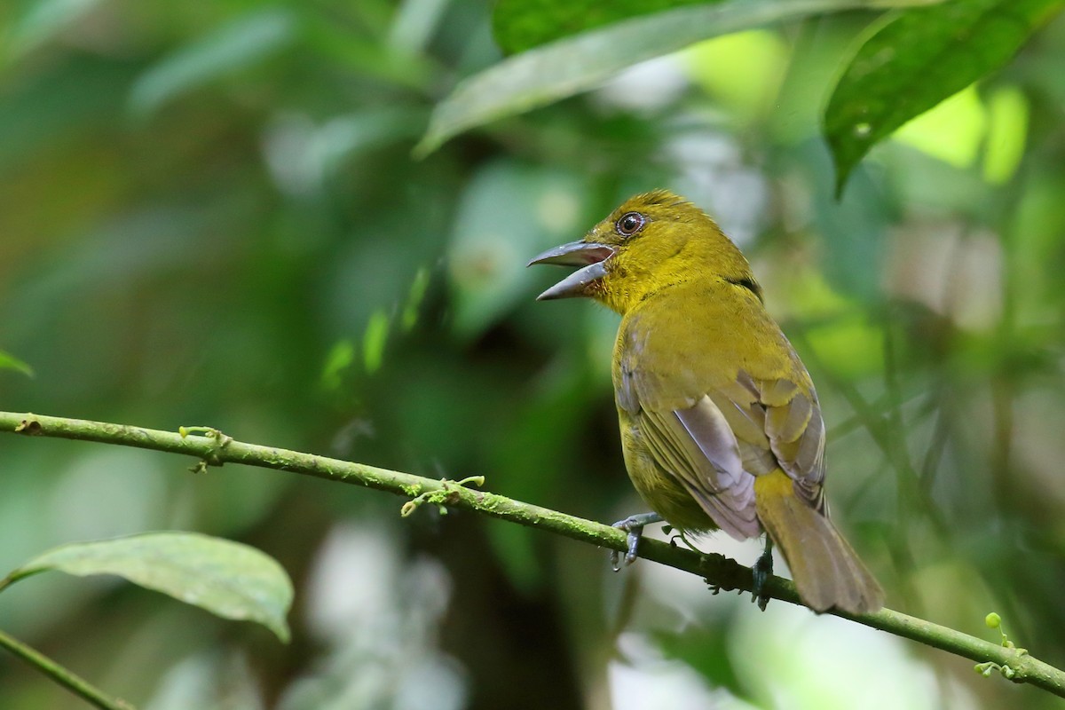 Carmiol's Tanager - ML641098487