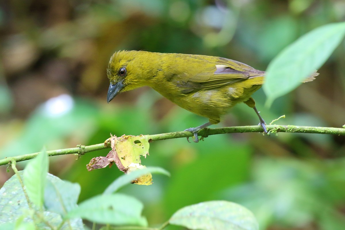 Carmiol's Tanager - ML641098488