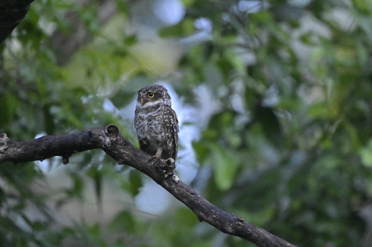 Spotted Owlet - ML641098489