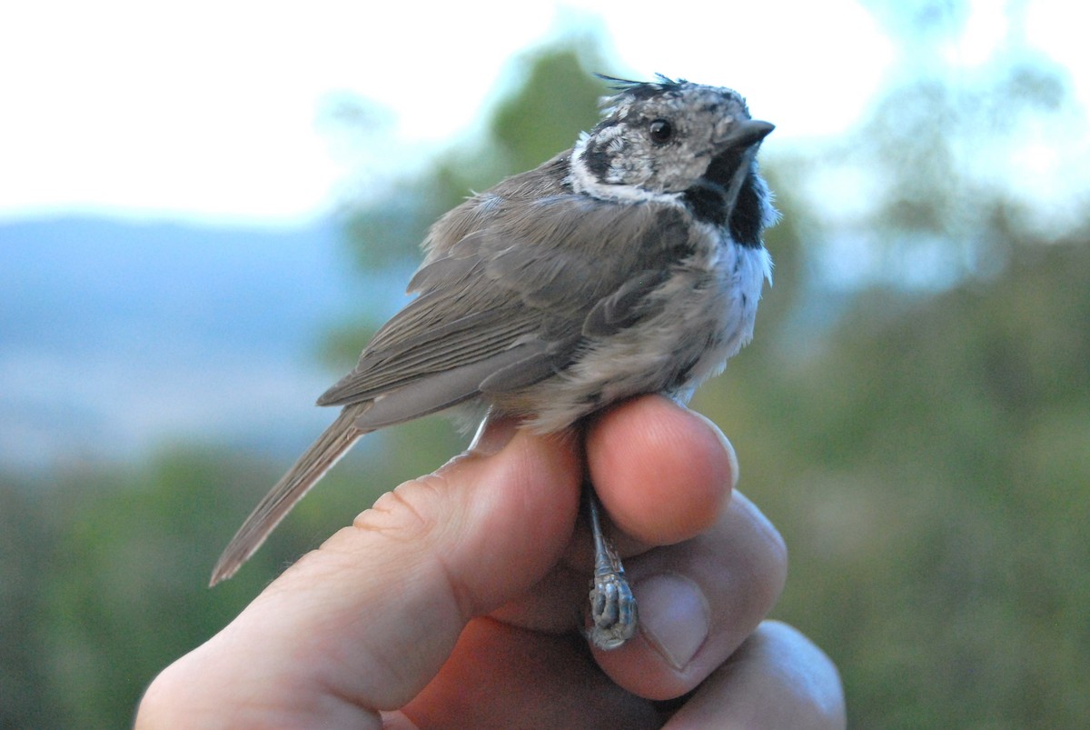 Mésange huppée - ML641098493
