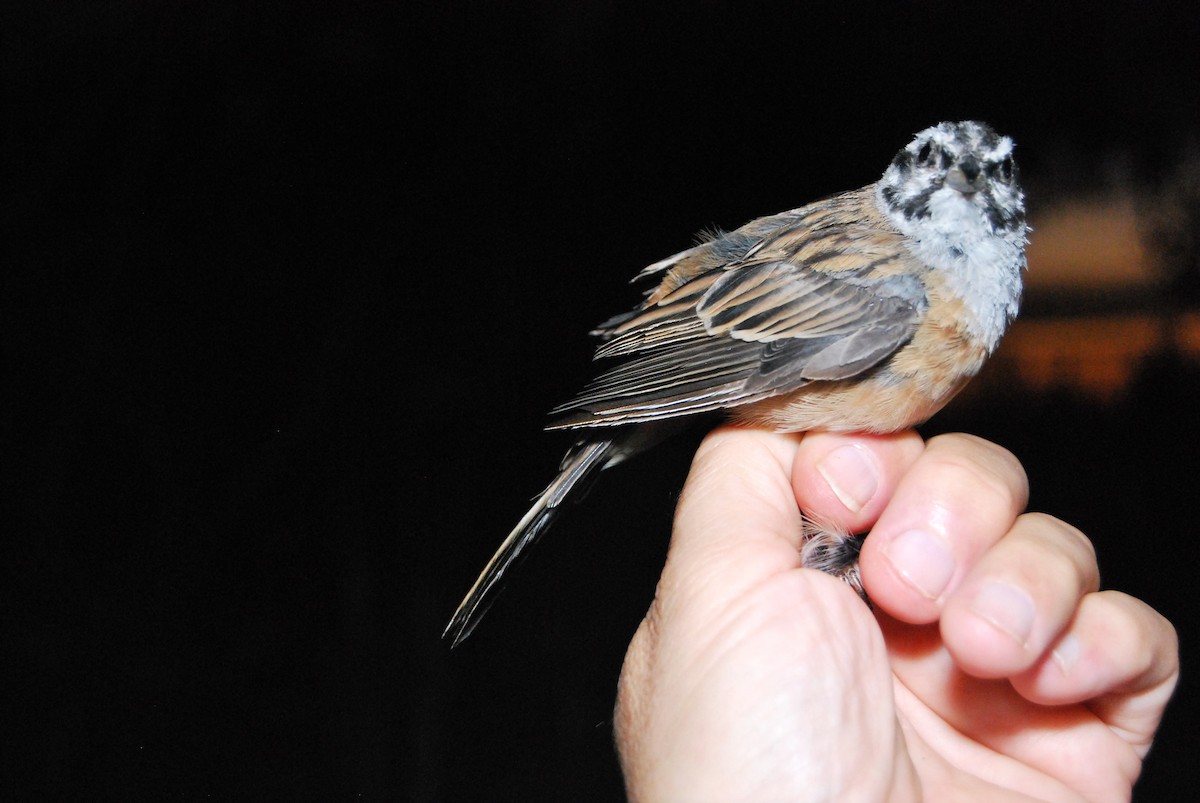 Rock Bunting - ML641098498