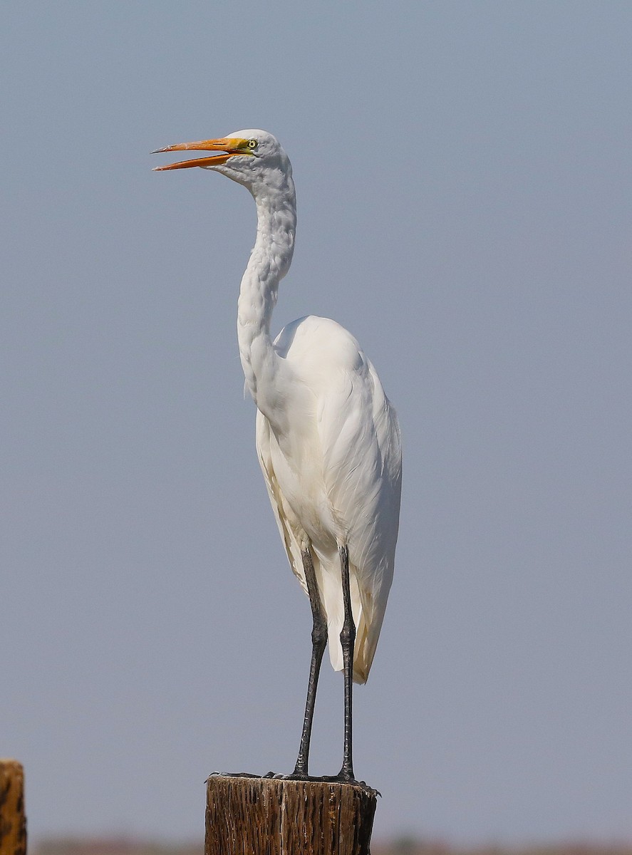 Great Egret - ML641098499