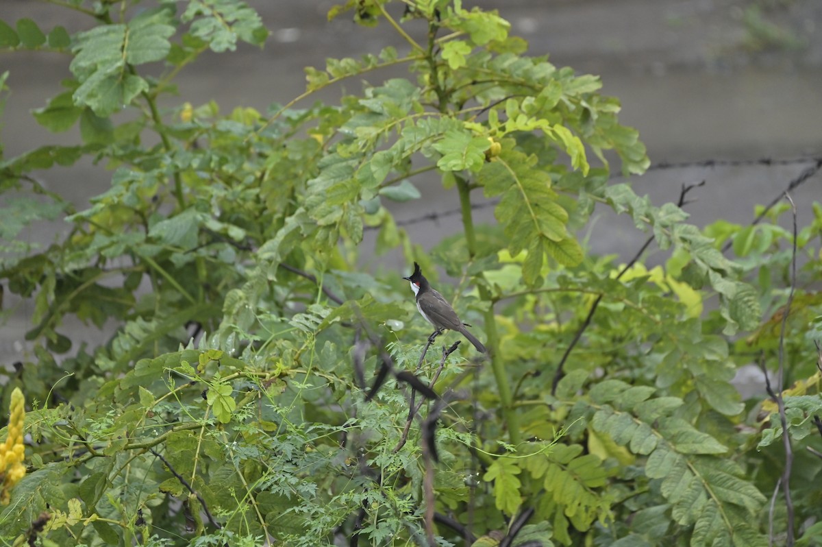 Red-whiskered Bulbul - ML641098527