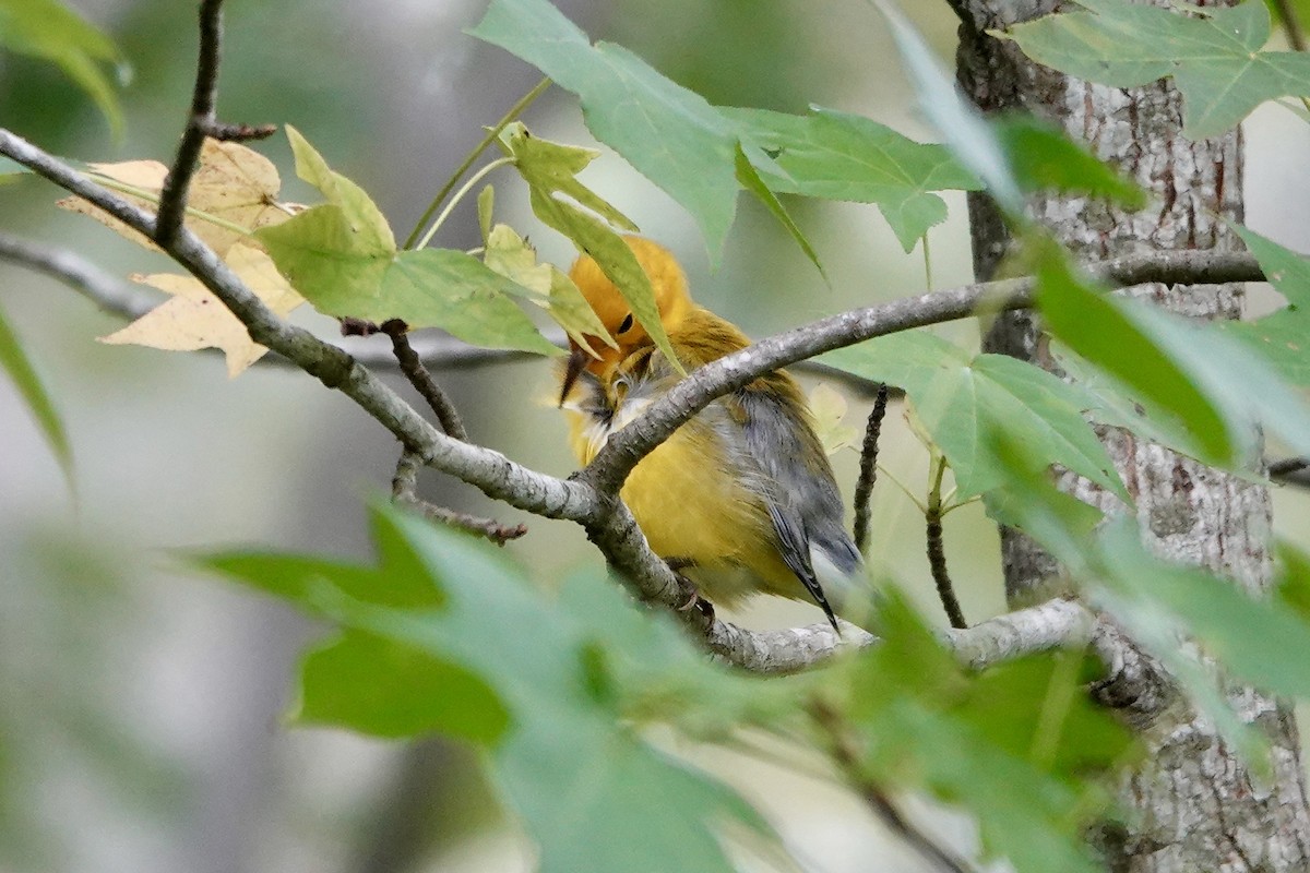 plommeparula - ML641098541