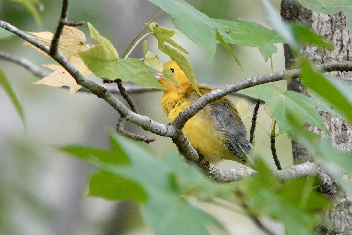 plommeparula - ML641098544