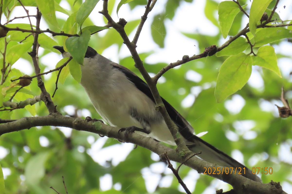 Black-headed Sibia - ML641098546