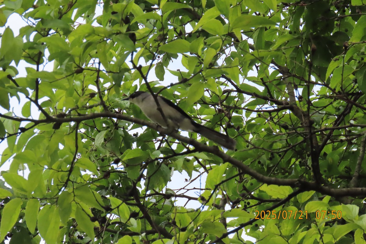 Black-headed Sibia - ML641098547