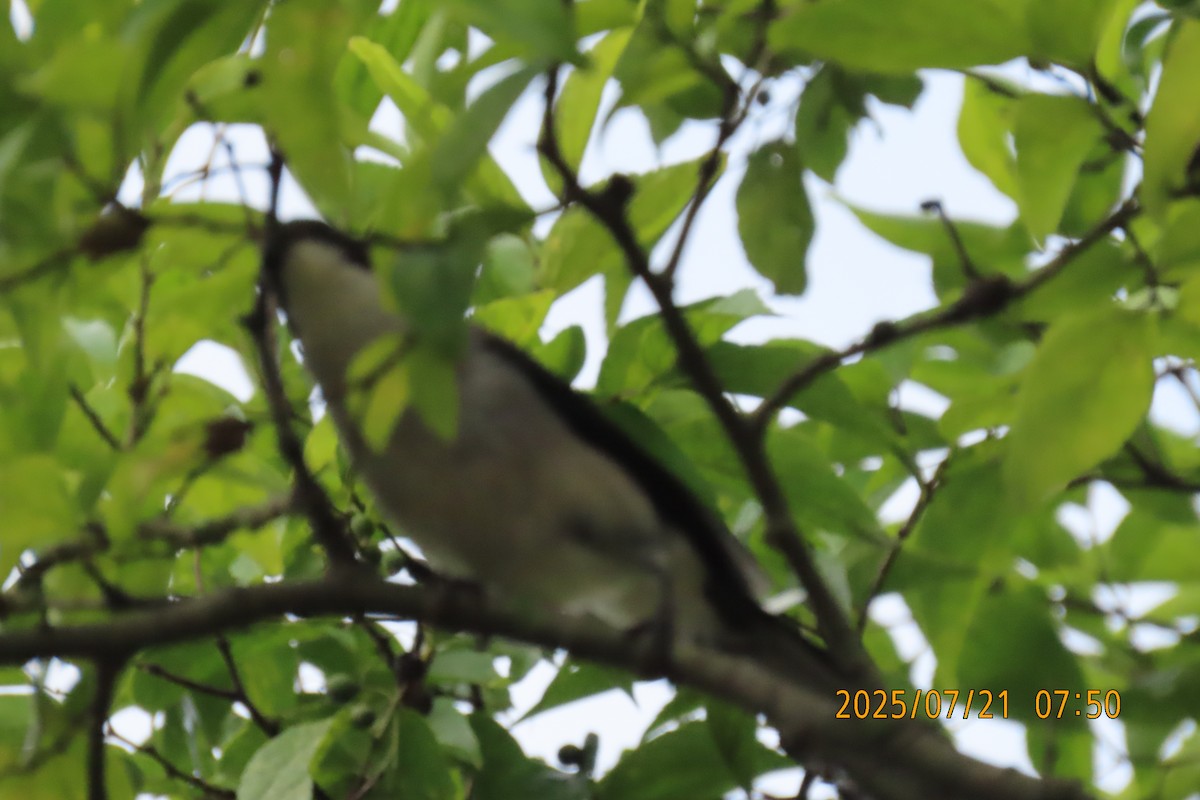 Black-headed Sibia - ML641098548