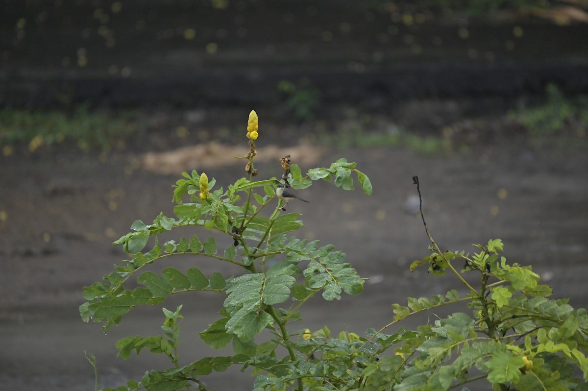 Ashy Prinia - ML641098550