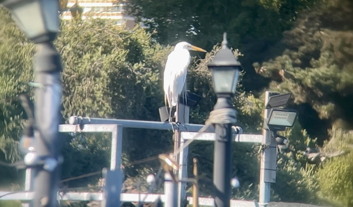 Great Egret - ML641098556