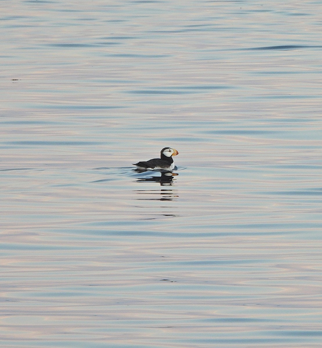 Horned Puffin - ML641098557
