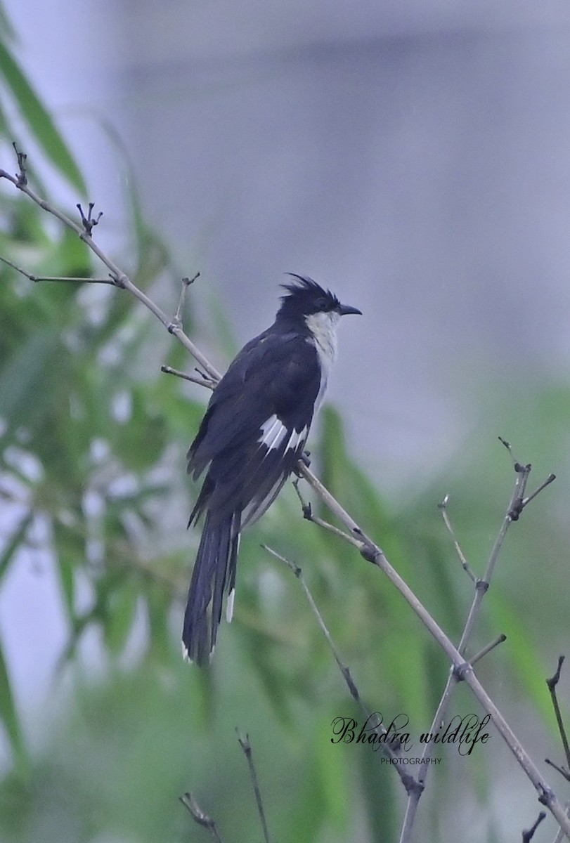 Pied Cuckoo - ML641098563