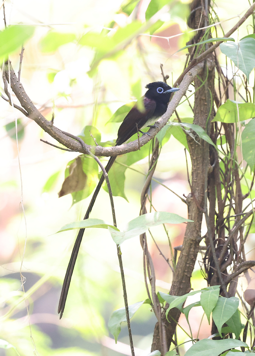 Black Paradise-Flycatcher - ML641098569