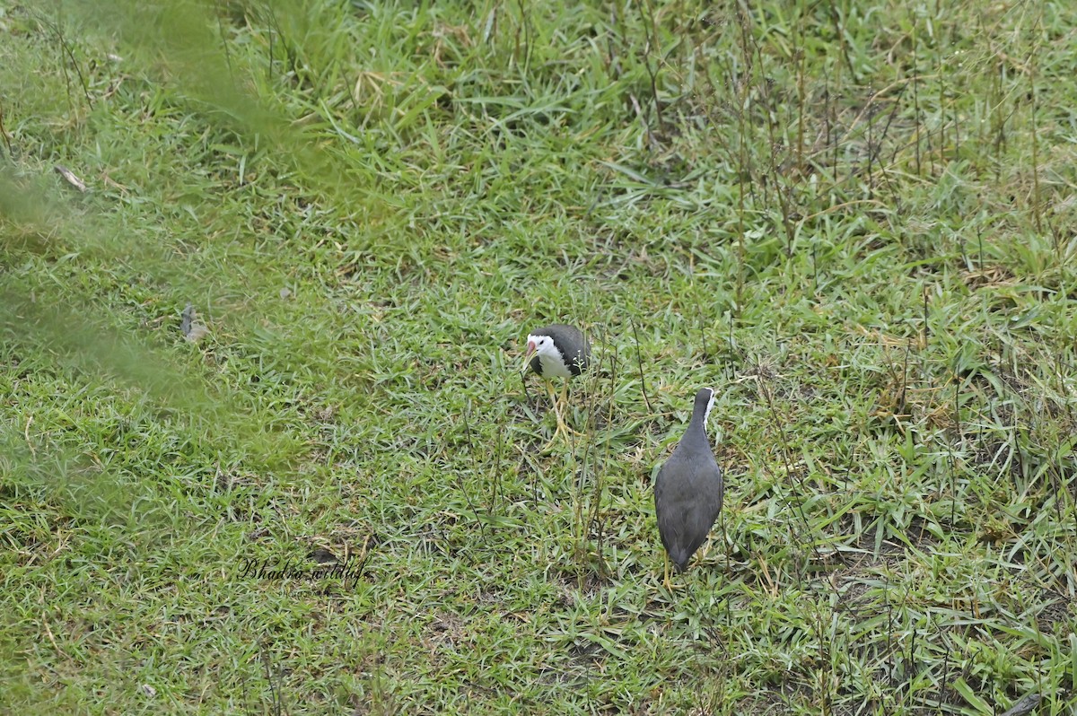 White-breasted Waterhen - ML641098571