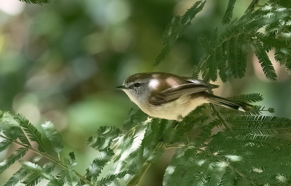 Brown Gerygone - ML641098579