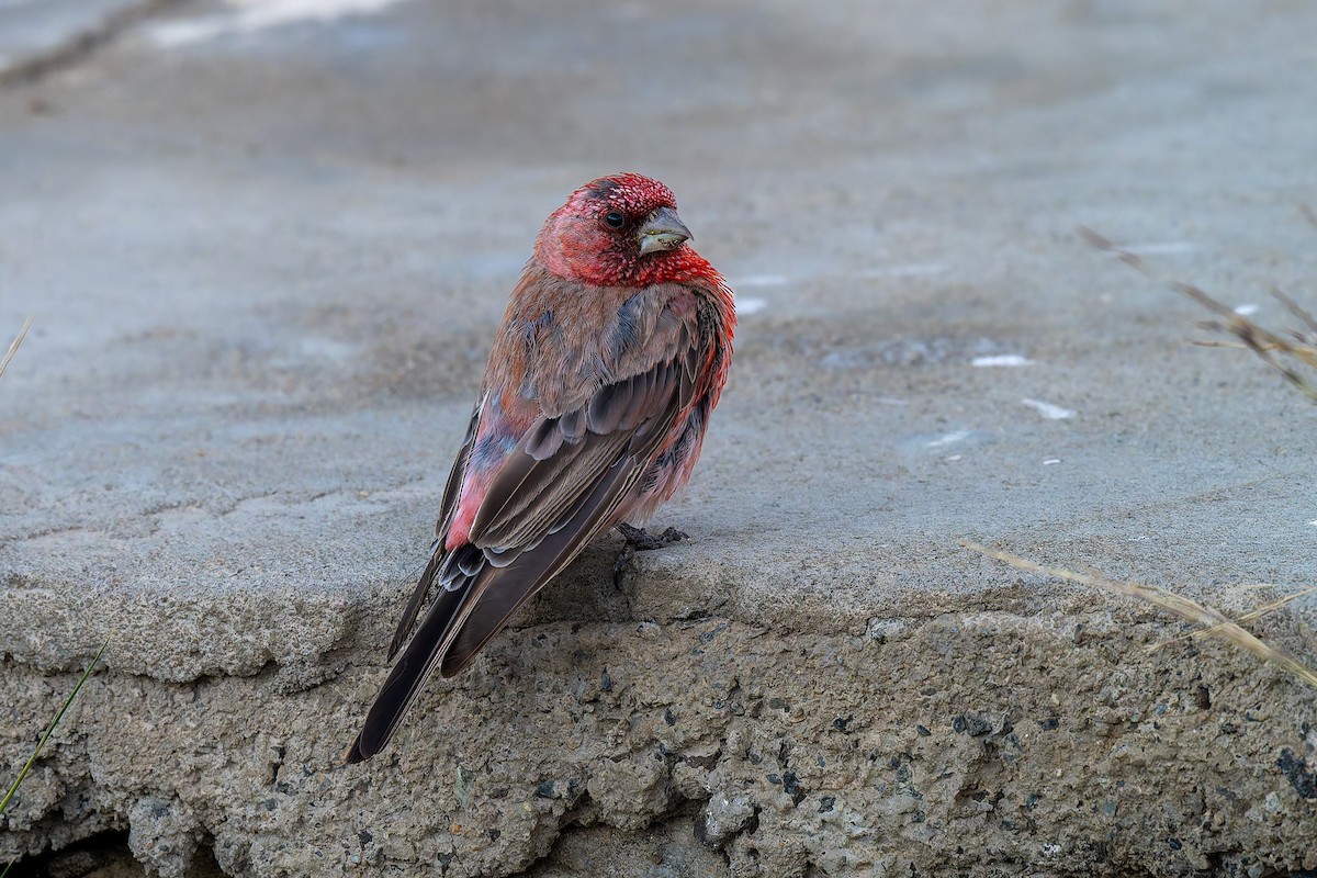 Great Rosefinch - ML641098589