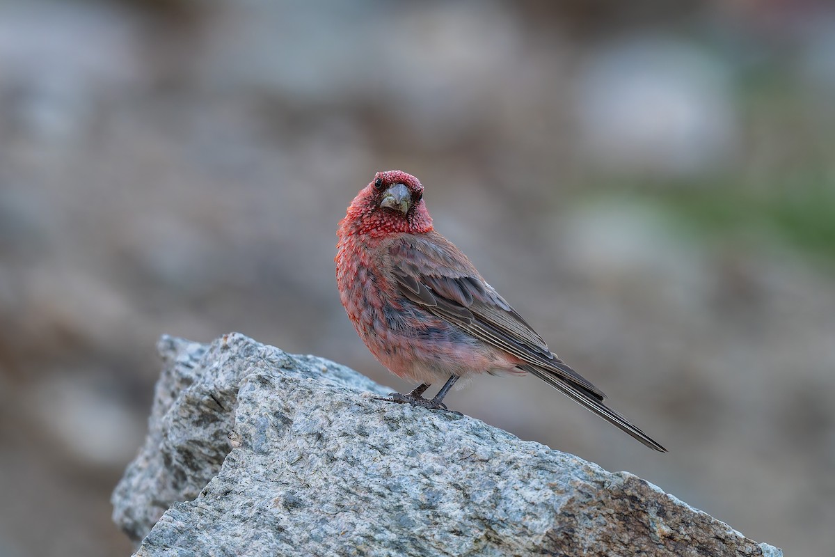 Great Rosefinch - ML641098591