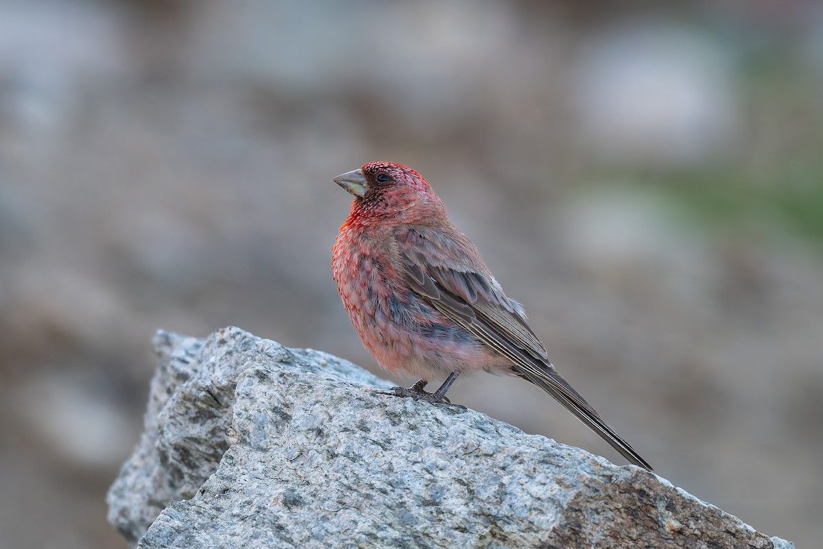 Great Rosefinch - ML641098594