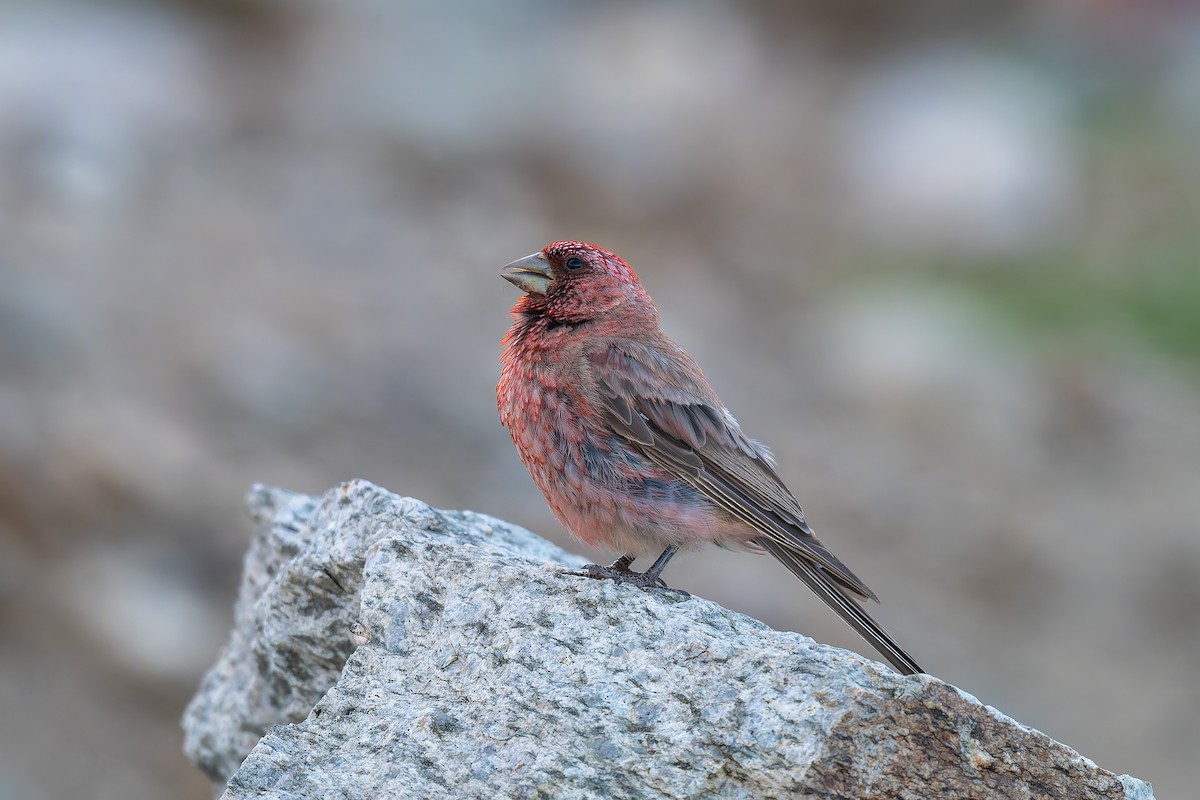 Great Rosefinch - ML641098595