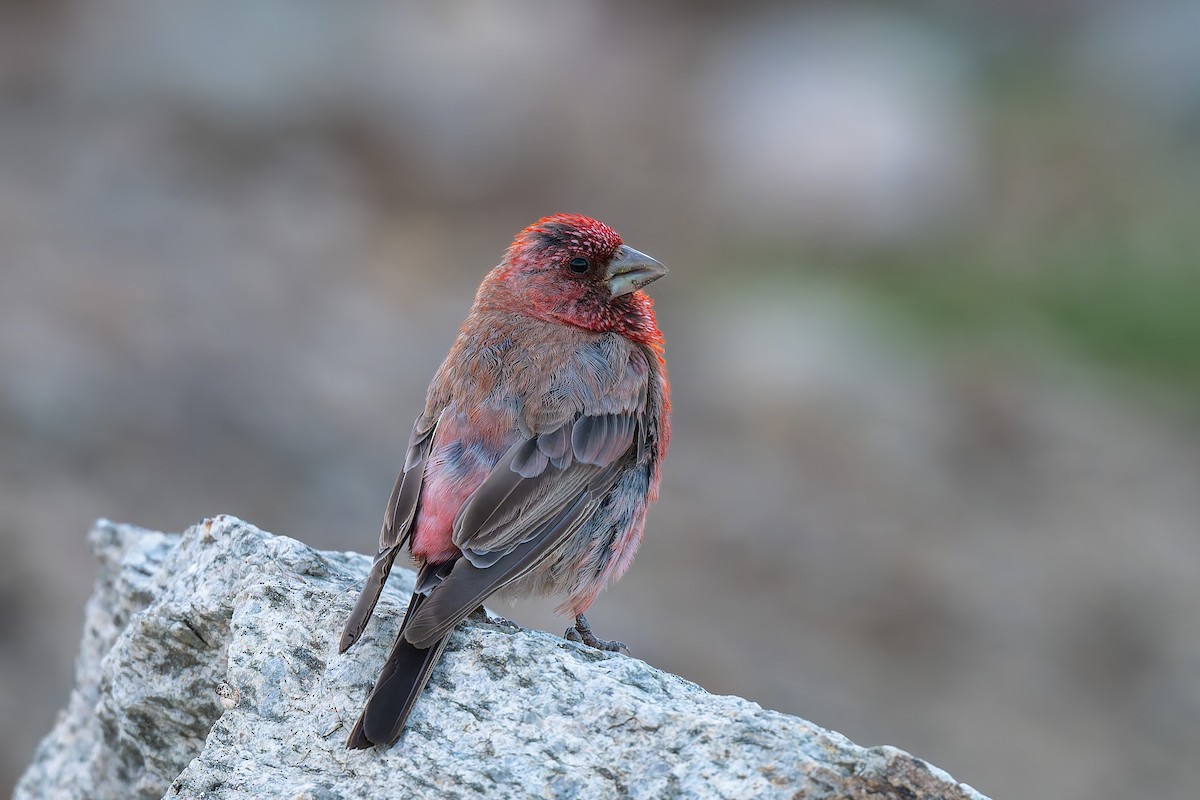 Great Rosefinch - ML641098597
