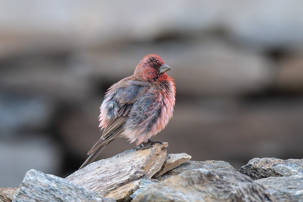 Great Rosefinch - ML641098602