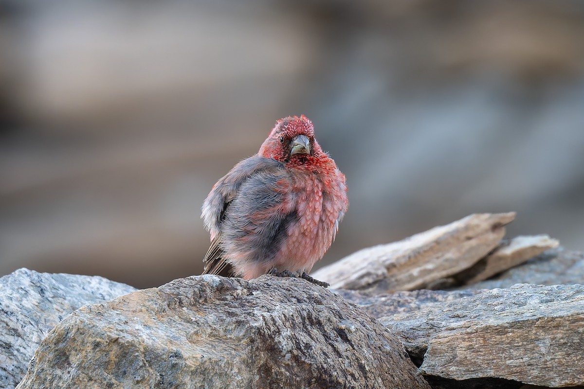 Great Rosefinch - ML641098603