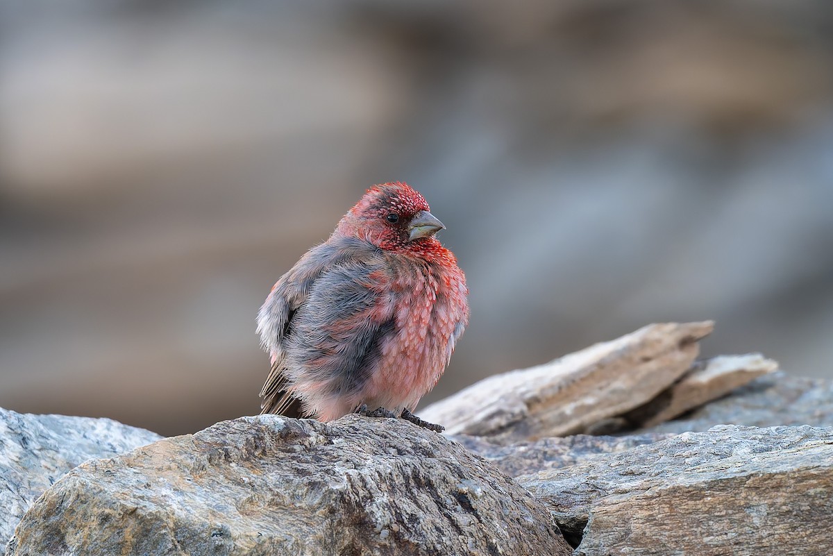 Great Rosefinch - ML641098605