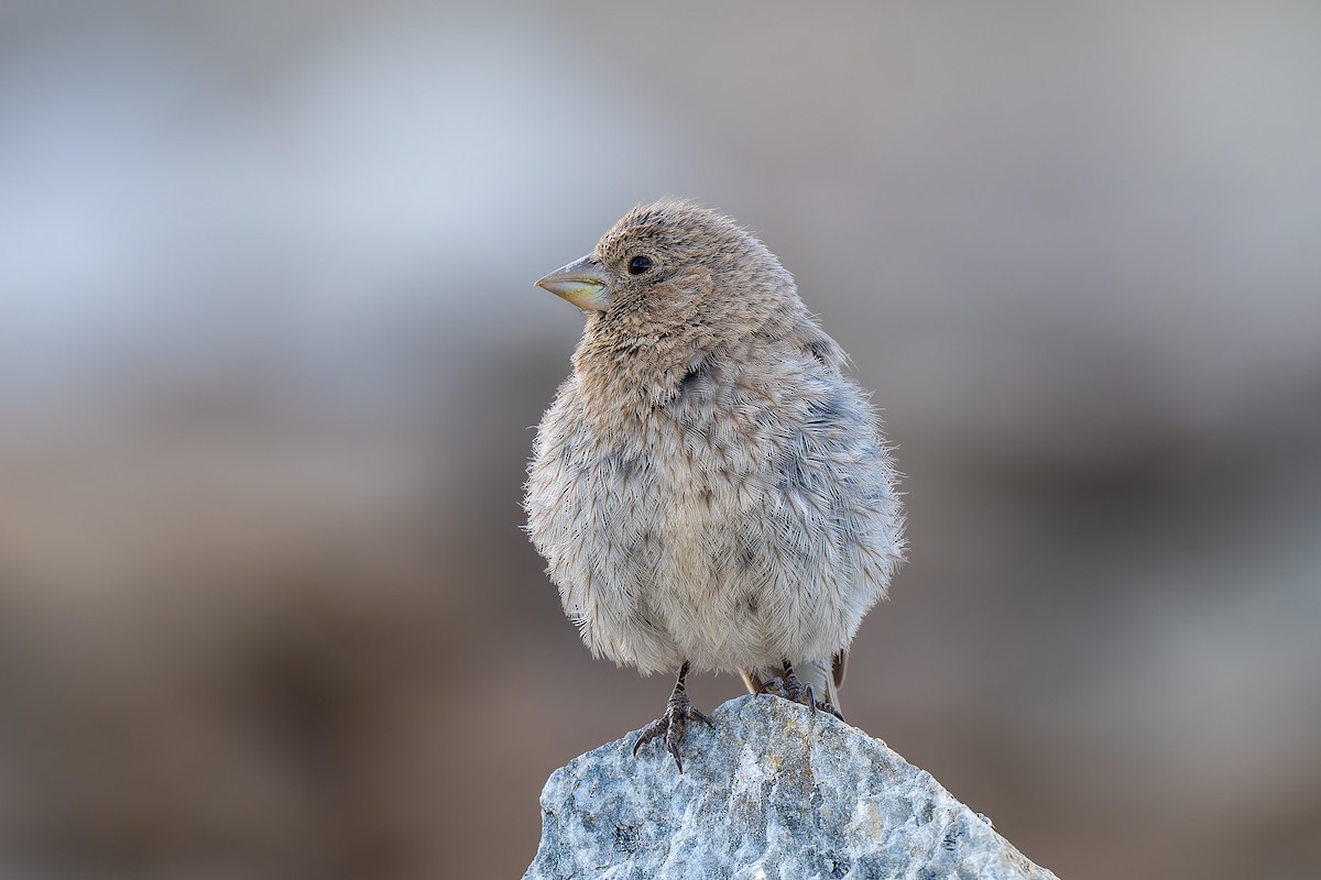 Great Rosefinch - ML641098607