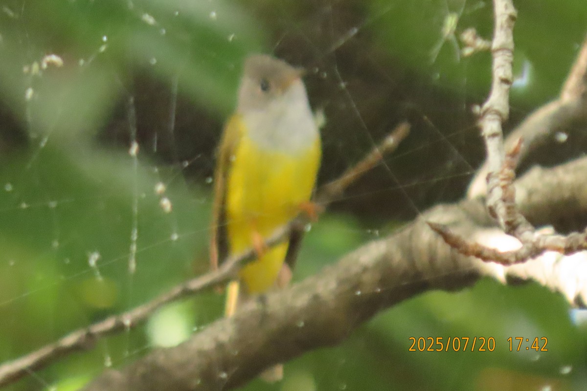 Gray-headed Canary-Flycatcher - ML641098609