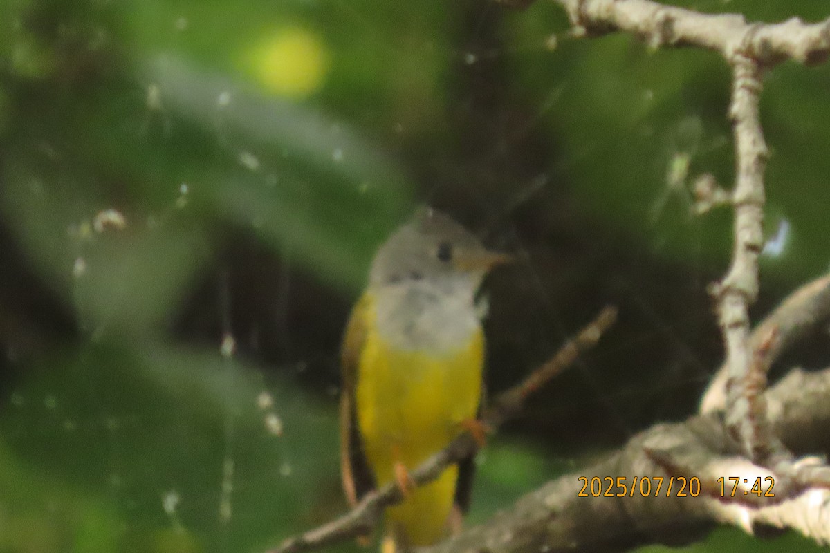 Gray-headed Canary-Flycatcher - ML641098610