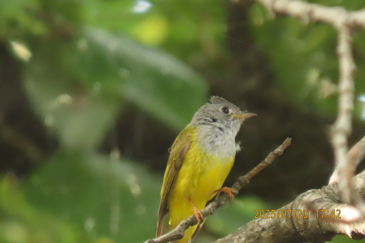Gray-headed Canary-Flycatcher - ML641098612