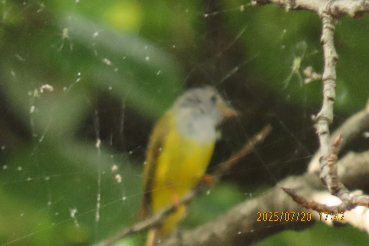 Gray-headed Canary-Flycatcher - ML641098613