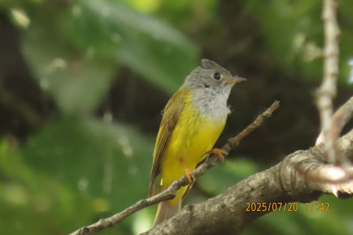 Gray-headed Canary-Flycatcher - ML641098614