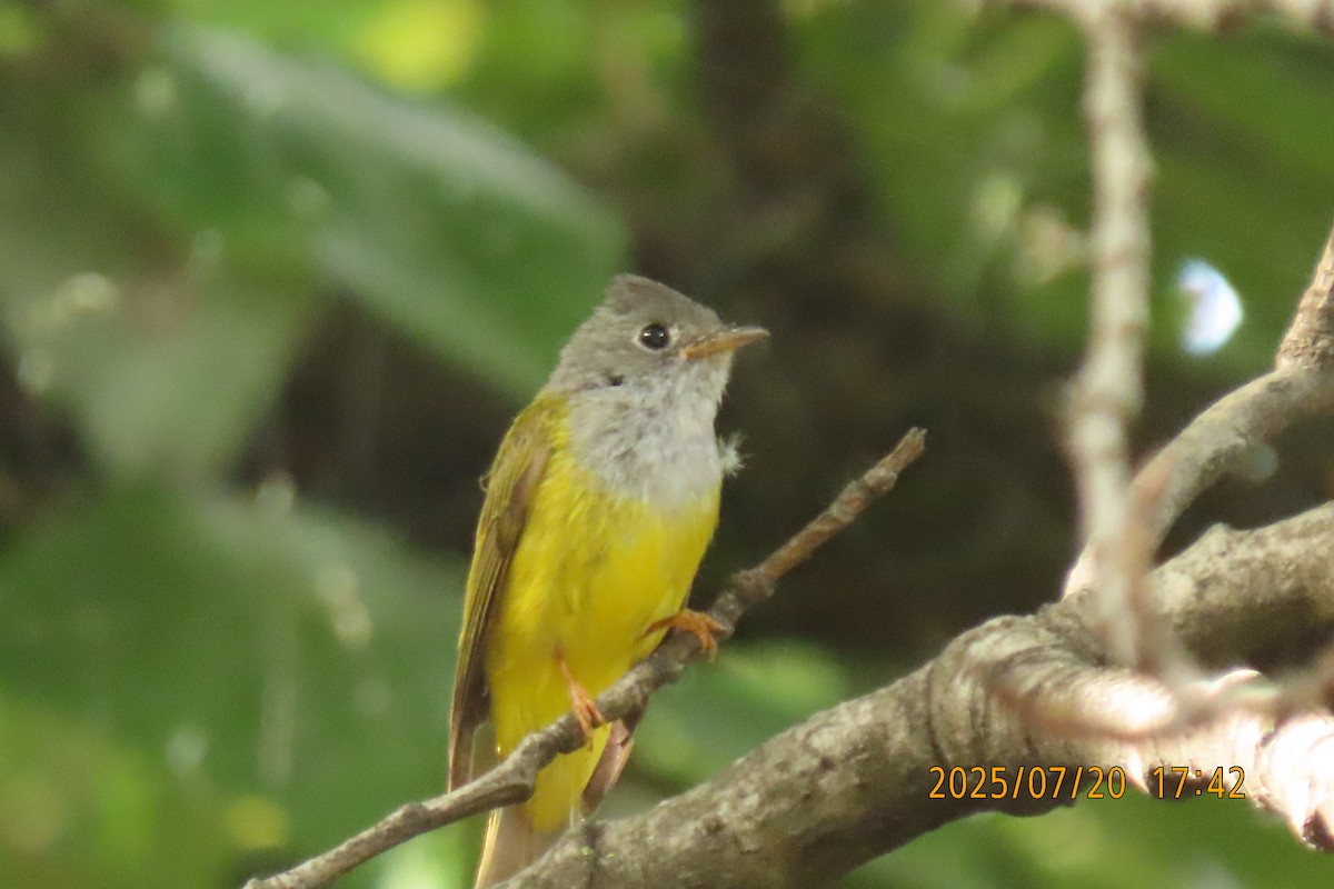 Gray-headed Canary-Flycatcher - ML641098615