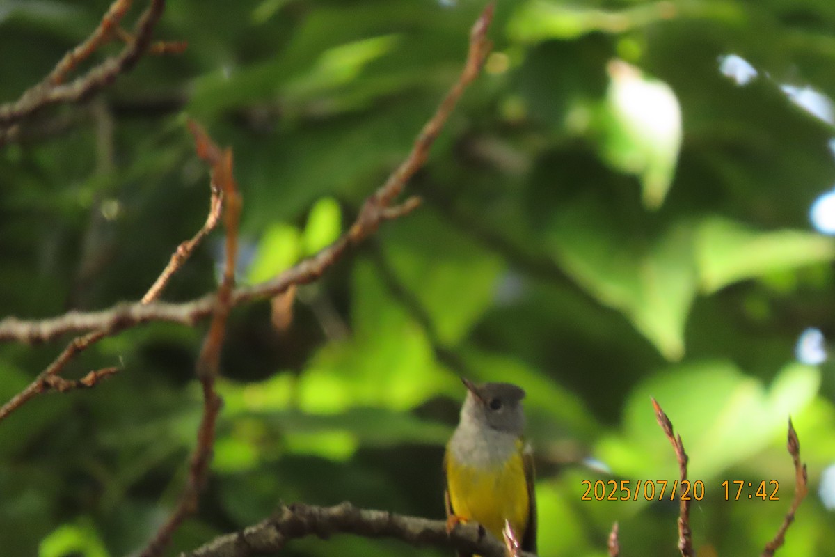 Gray-headed Canary-Flycatcher - ML641098616