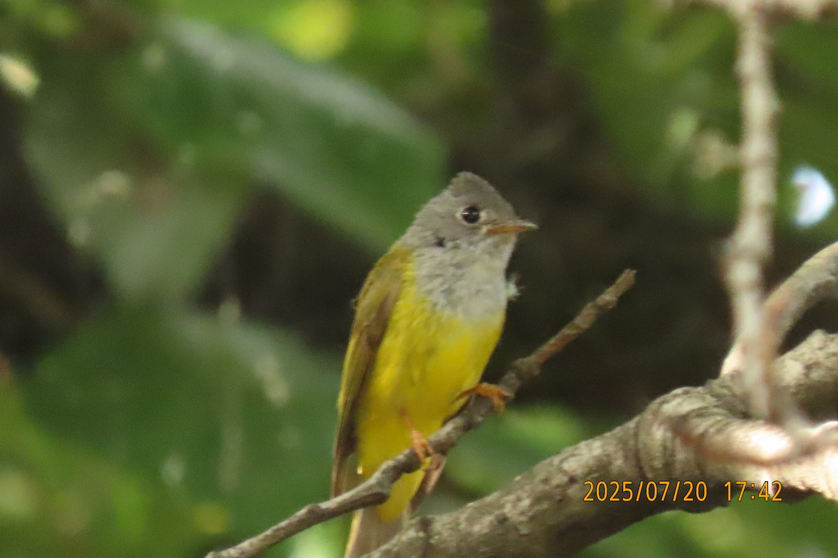 Gray-headed Canary-Flycatcher - ML641098617