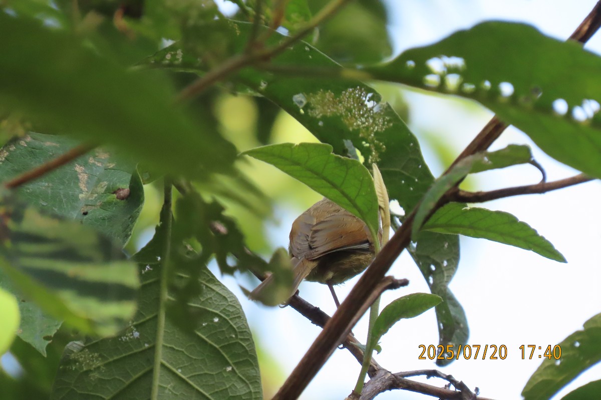 Gray-headed Canary-Flycatcher - ML641098619
