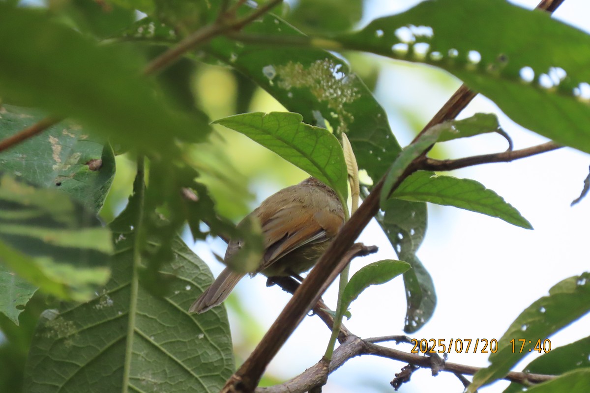 Gray-headed Canary-Flycatcher - ML641098620