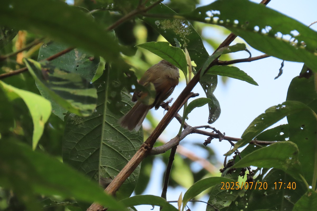 Gray-headed Canary-Flycatcher - ML641098621