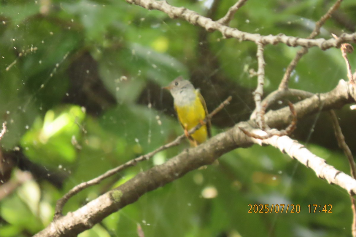 Gray-headed Canary-Flycatcher - ML641098622