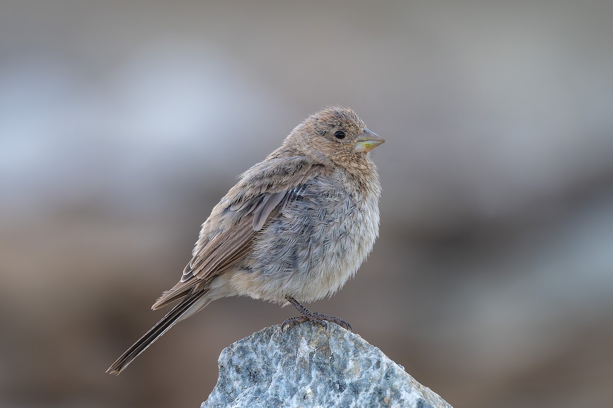 Great Rosefinch - ML641098623