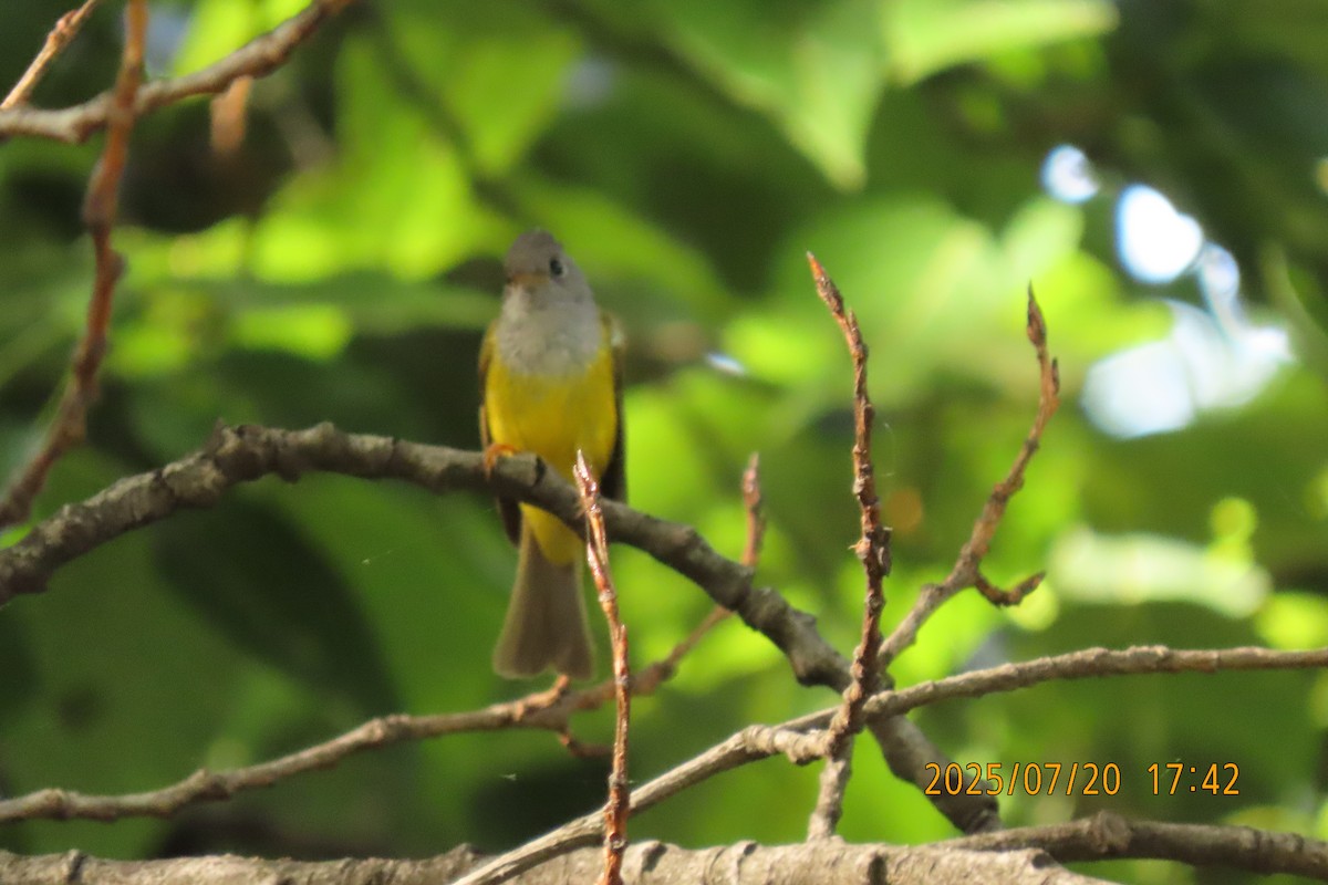 Gray-headed Canary-Flycatcher - ML641098624