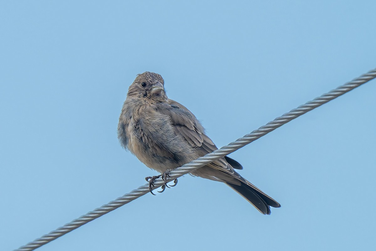 Great Rosefinch - ML641098630