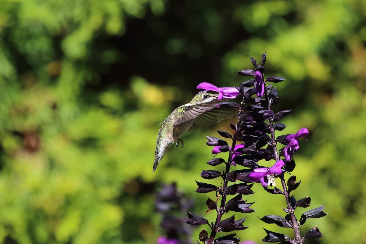Ruby-throated Hummingbird - ML641098634