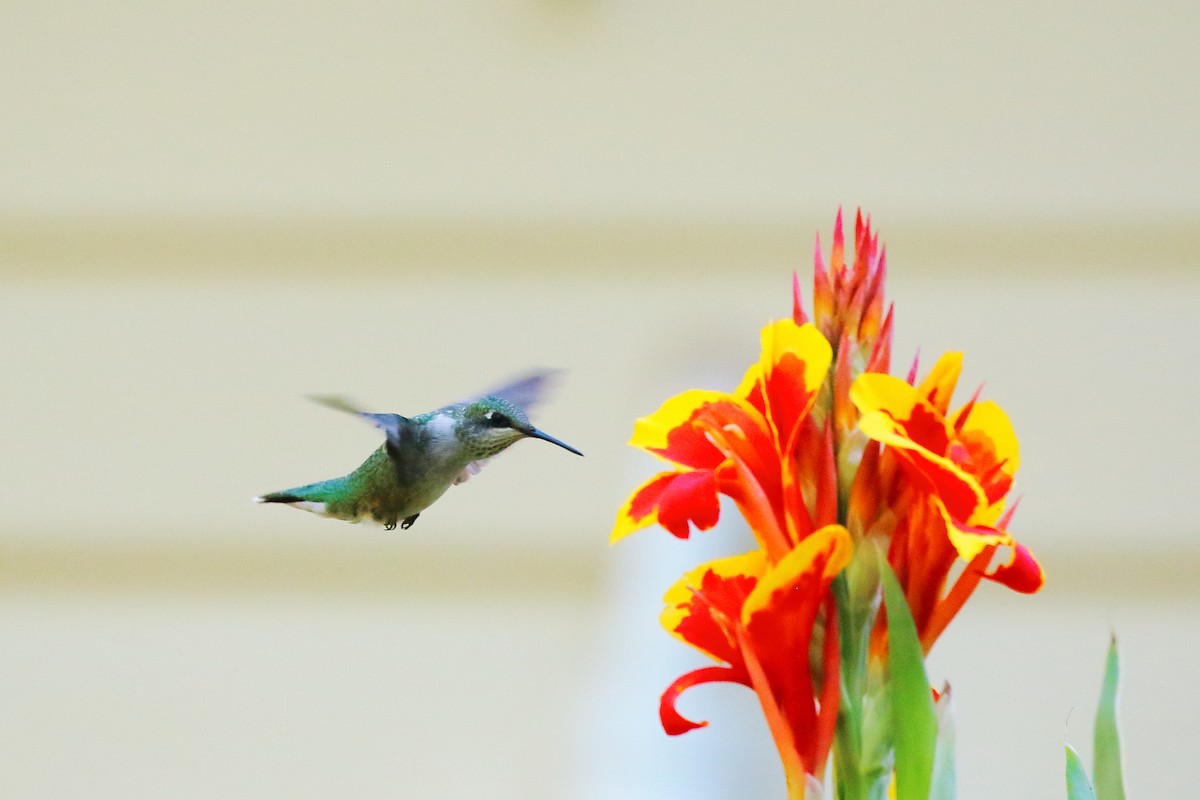 Ruby-throated Hummingbird - ML641098635